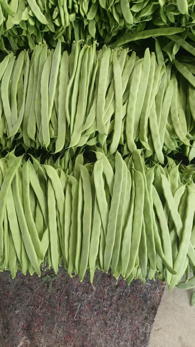 扁青芸豆，物美价廉，货源充足