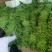 扁青芸豆，物美价廉，货源充足