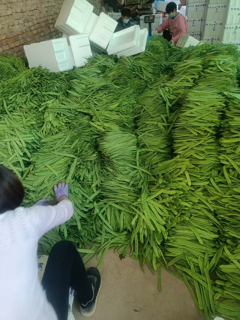 扁青芸豆，物美价廉，货源充足