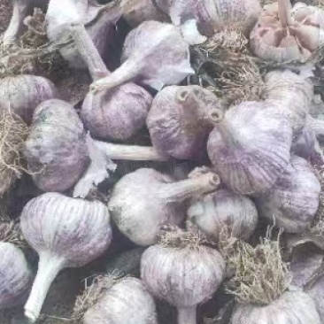 大青稞宽叶蒜种，紫皮紫瓣，物美价廉，货源充足