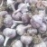 大青稞宽叶蒜种，紫皮紫瓣，物美价廉，货源充足