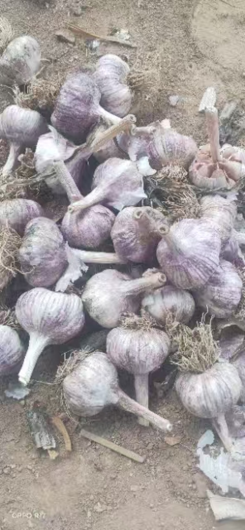 大青稞宽叶蒜种，紫皮紫瓣，物美价廉，货源充足