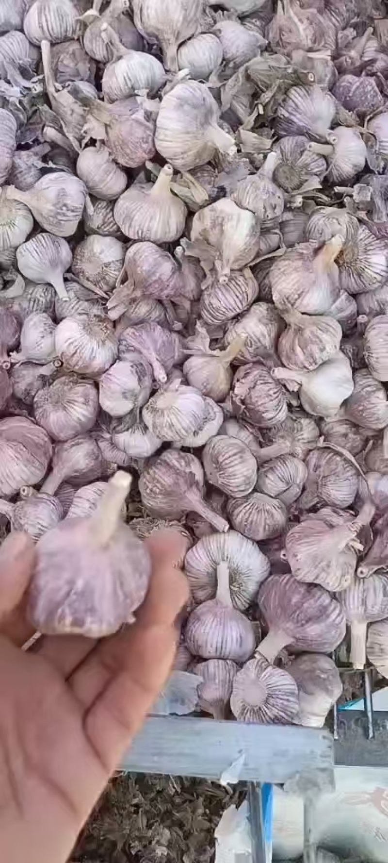 大青稞宽叶蒜种，紫皮紫瓣，物美价廉，货源充足