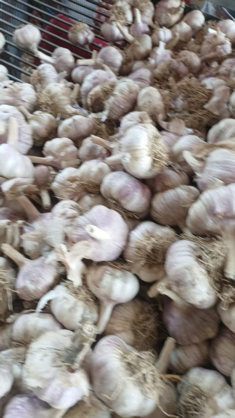 大青稞宽叶蒜种，紫皮紫瓣，物美价廉，货源充足