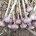 大青稞宽叶蒜种，紫皮紫瓣，物美价廉，货源充足
