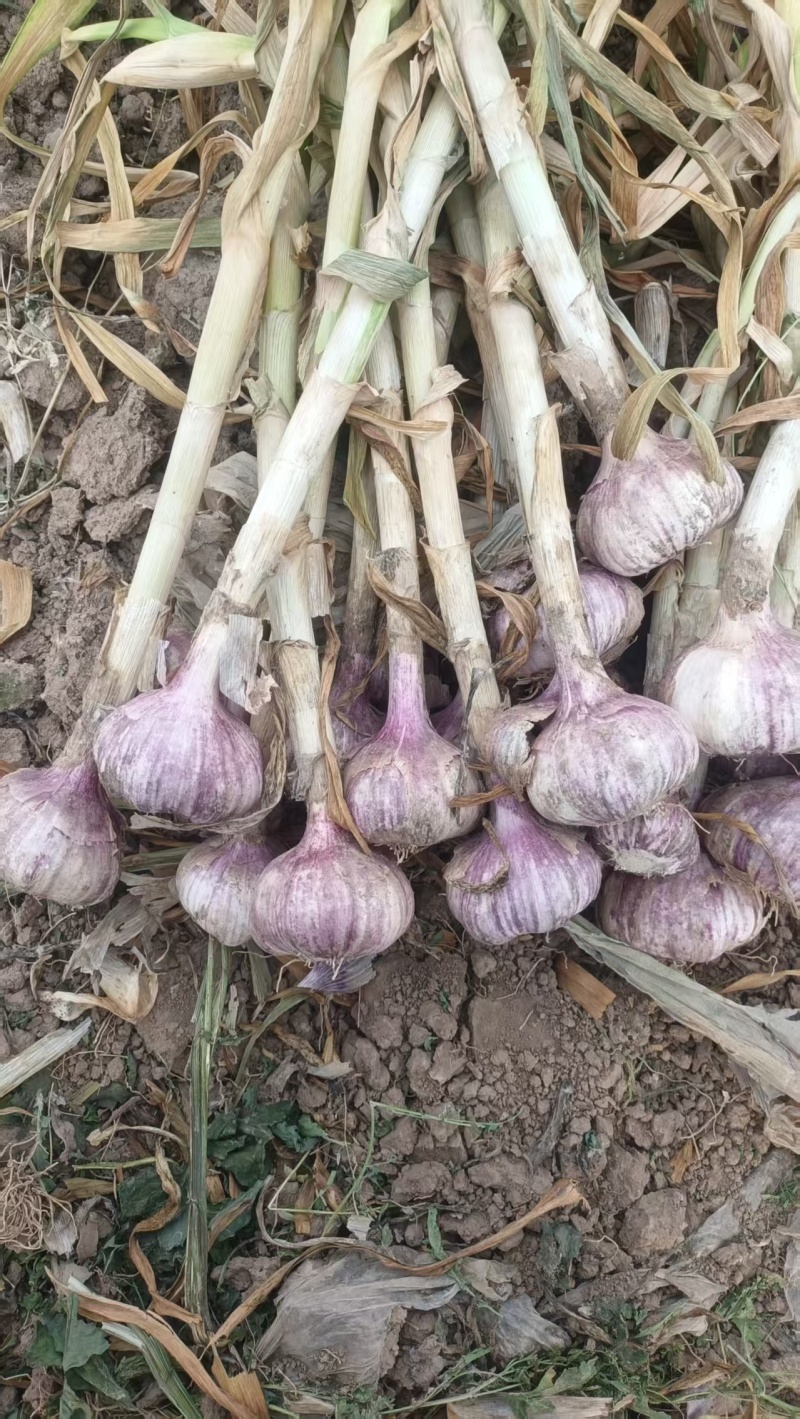 大青稞宽叶蒜种，紫皮紫瓣，物美价廉，货源充足