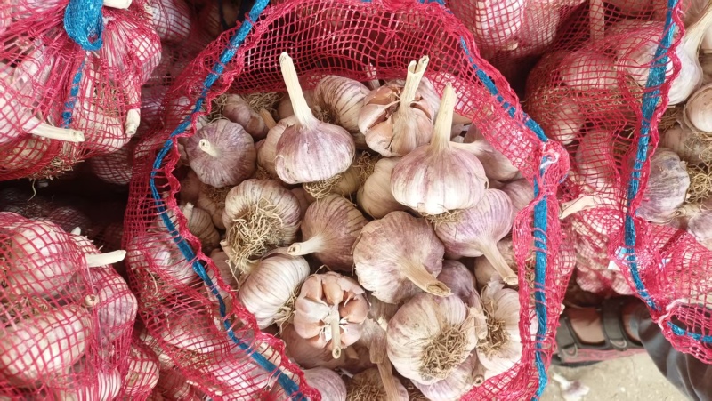 大青稞宽叶蒜种，紫皮紫瓣，物美价廉，货源充足