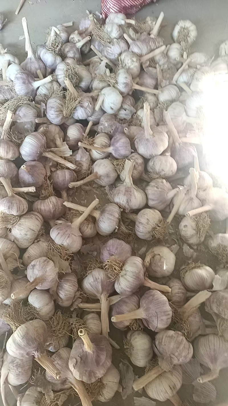 大青稞宽叶蒜种，紫皮紫瓣，物美价廉，货源充足