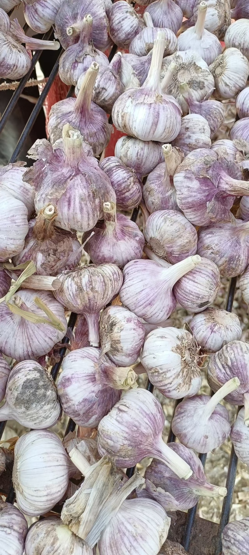 大青稞宽叶蒜种，紫皮紫瓣，物美价廉，货源充足
