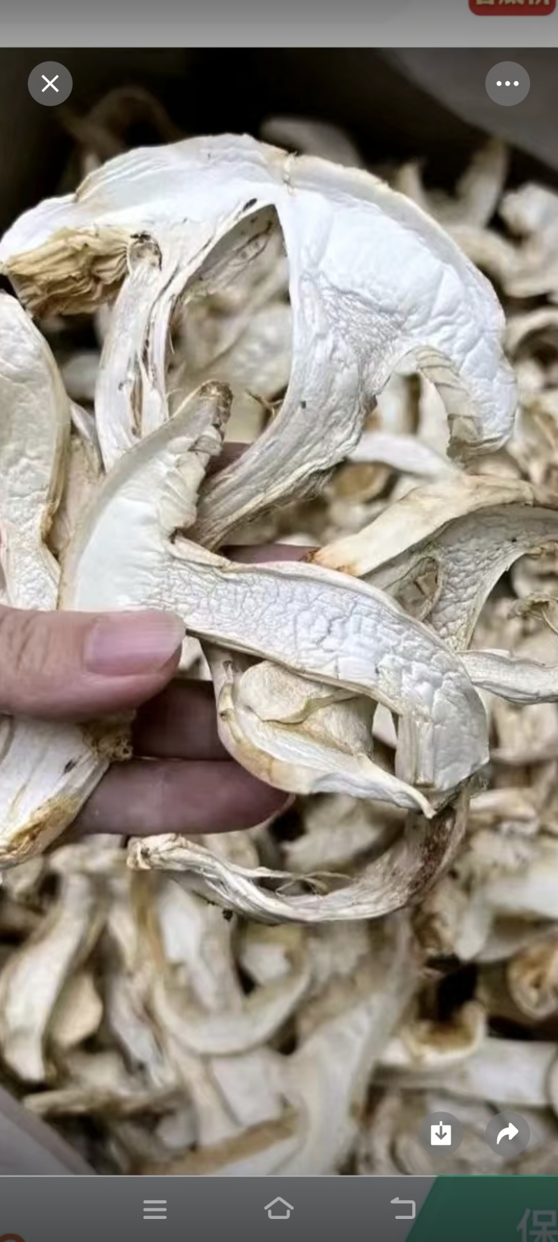 云南楚雄禄丰市去皮松茸干片，全国各地包邮，都是一手货