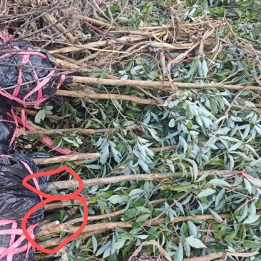 老鹰茶种苗精品老鹰茶种苗基地直供规格齐全价格优惠