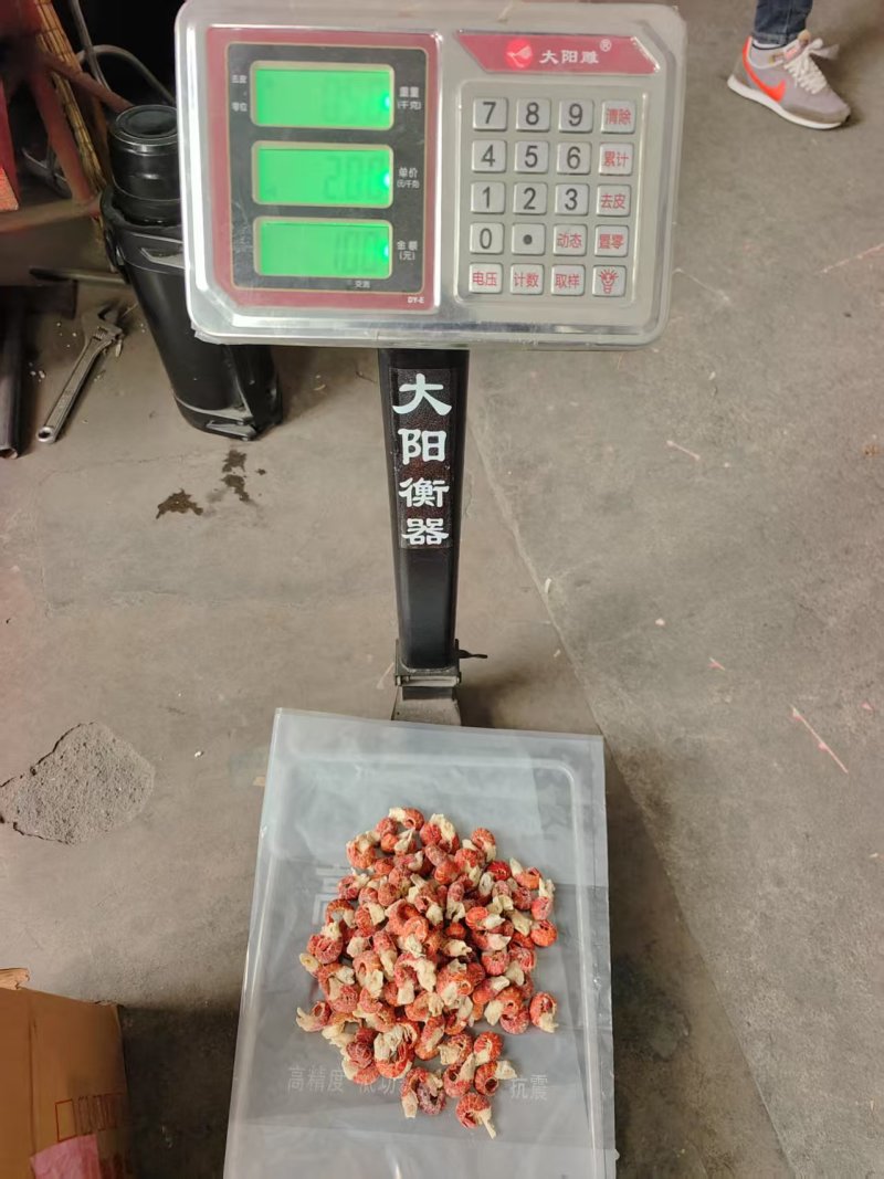 一级纯干龙虾尾