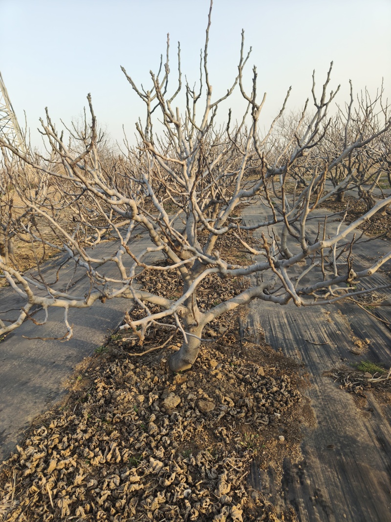 《杏树》山东基地直发成活率高提供技术指导对接全国