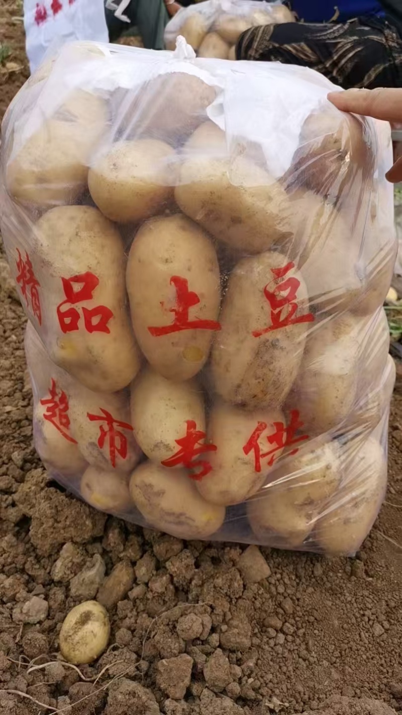 精品黄心土豆。沃土五号，实验一。基地一手货源品质保证