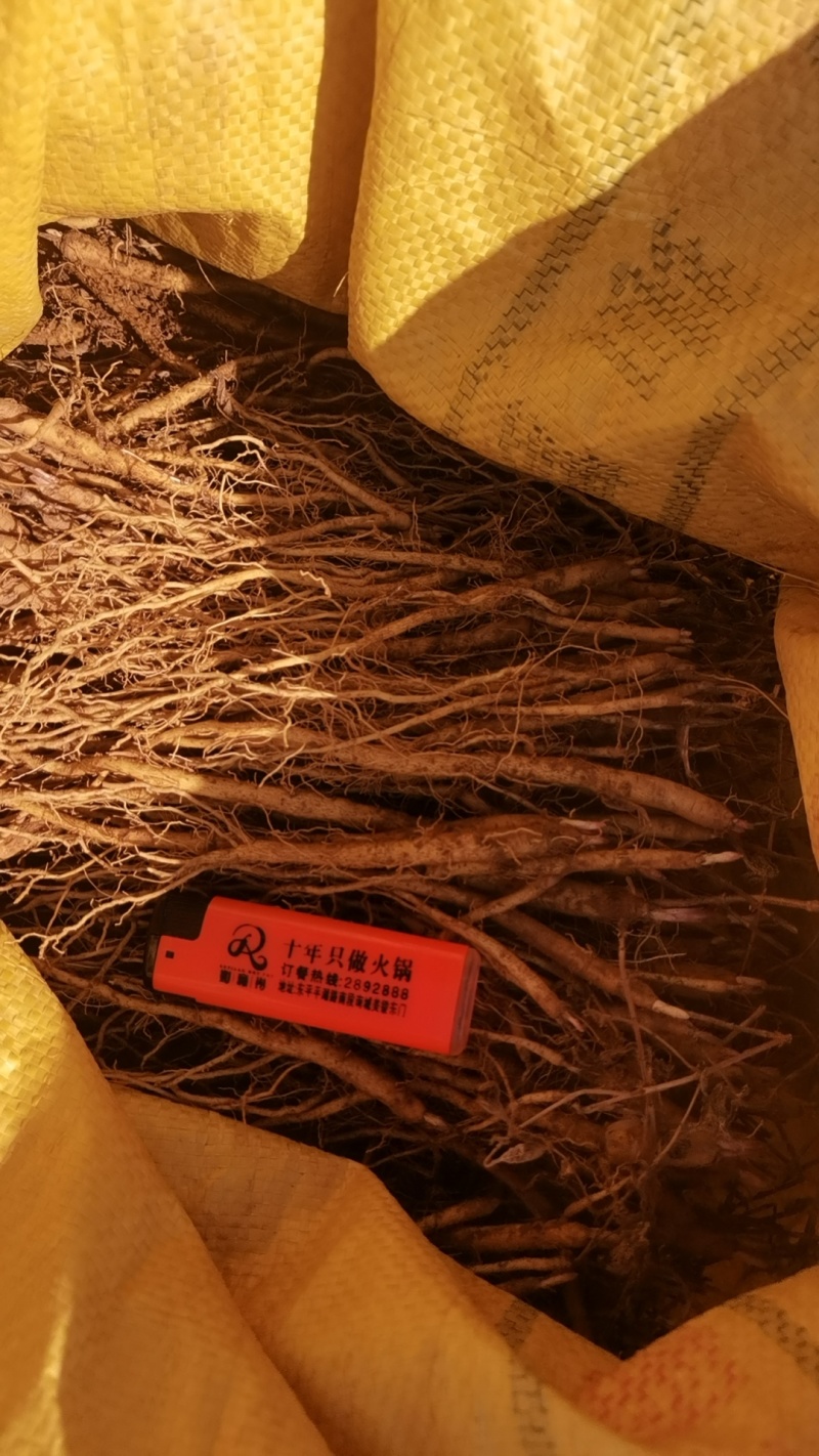 黄芩苗子批发