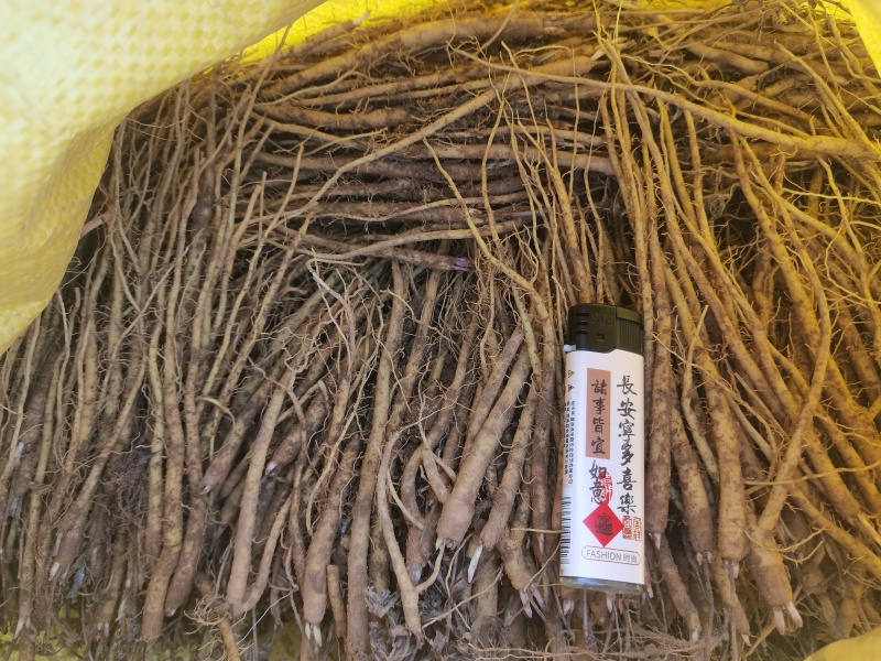 黄芩苗子批发