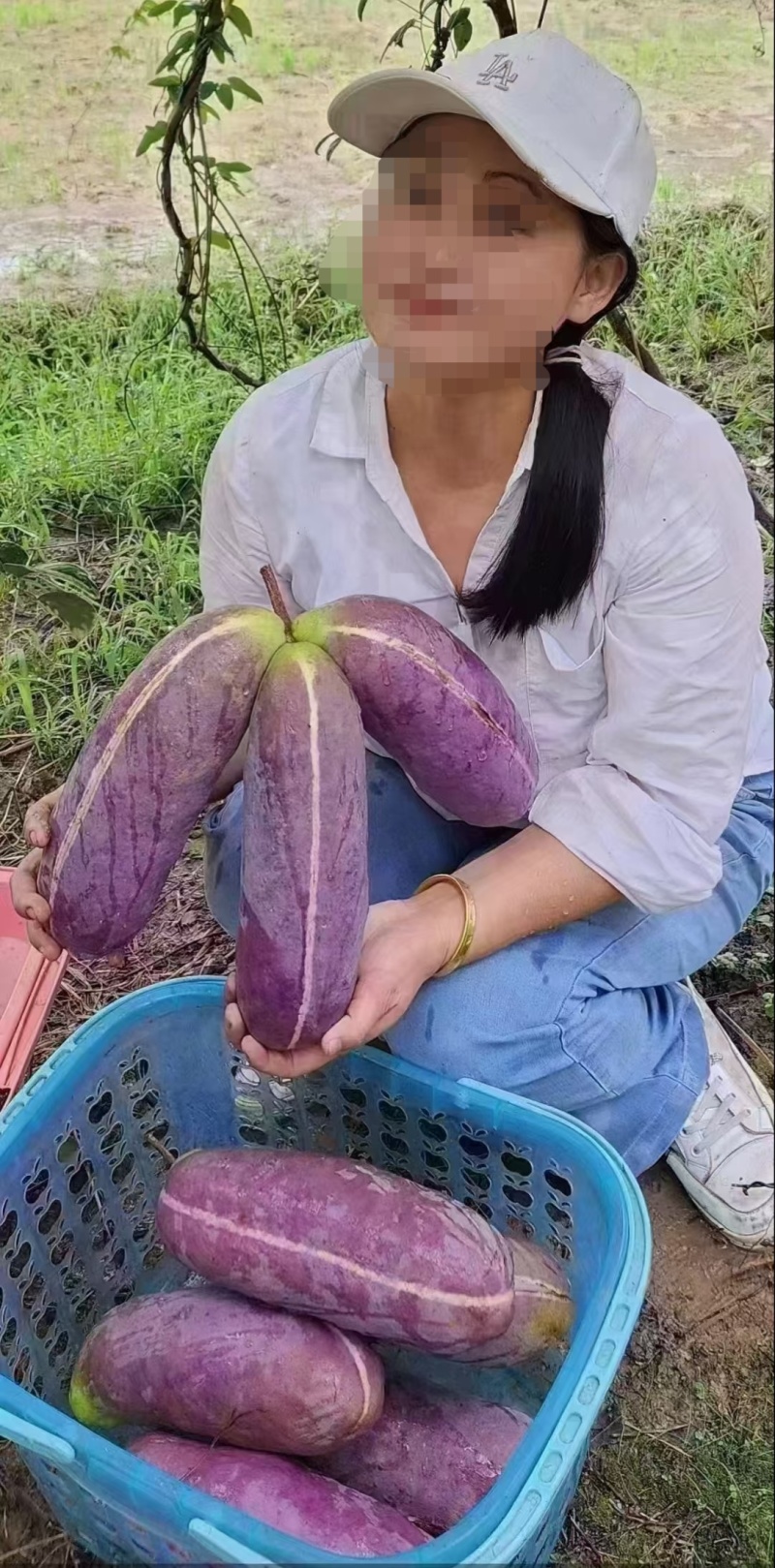 无籽八月瓜苗中国八月瓜合作社正品推广我送苗你种植签合