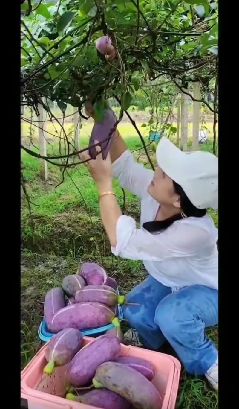 无籽八月瓜苗中国八月瓜合作社正品推广我送苗你种植签合