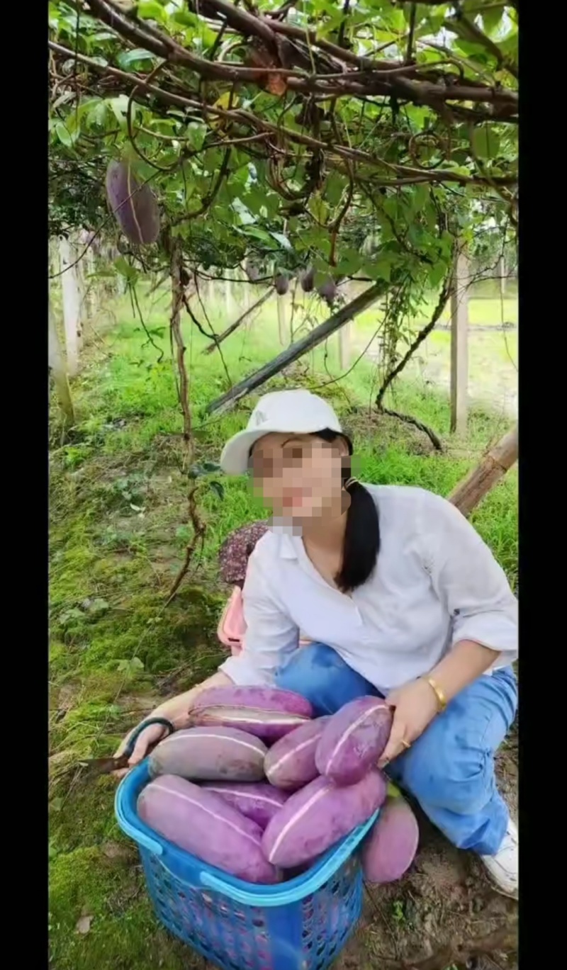 无籽八月瓜苗中国八月瓜合作社正品推广我送苗你种植签合