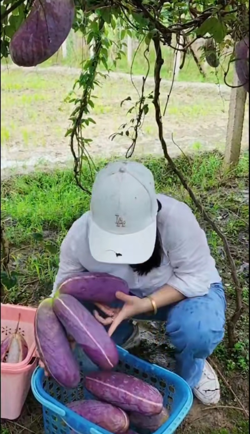 无籽八月瓜苗中国八月瓜合作社正品推广我送苗你种植签合