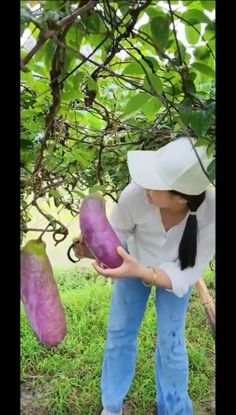 无籽八月瓜苗推广送苗种植签合同包回收