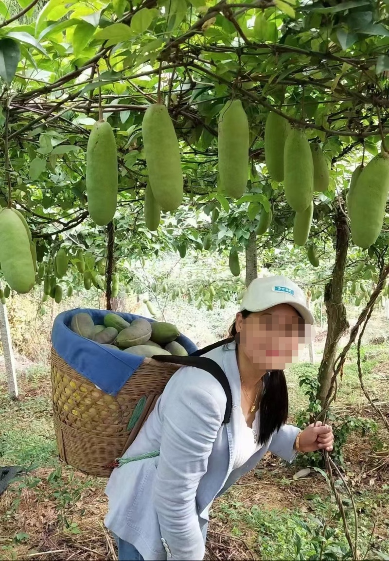 无籽八月瓜苗推广送苗种植签合同包回收