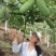 无籽八月瓜苗推广送苗种植签合同包回收