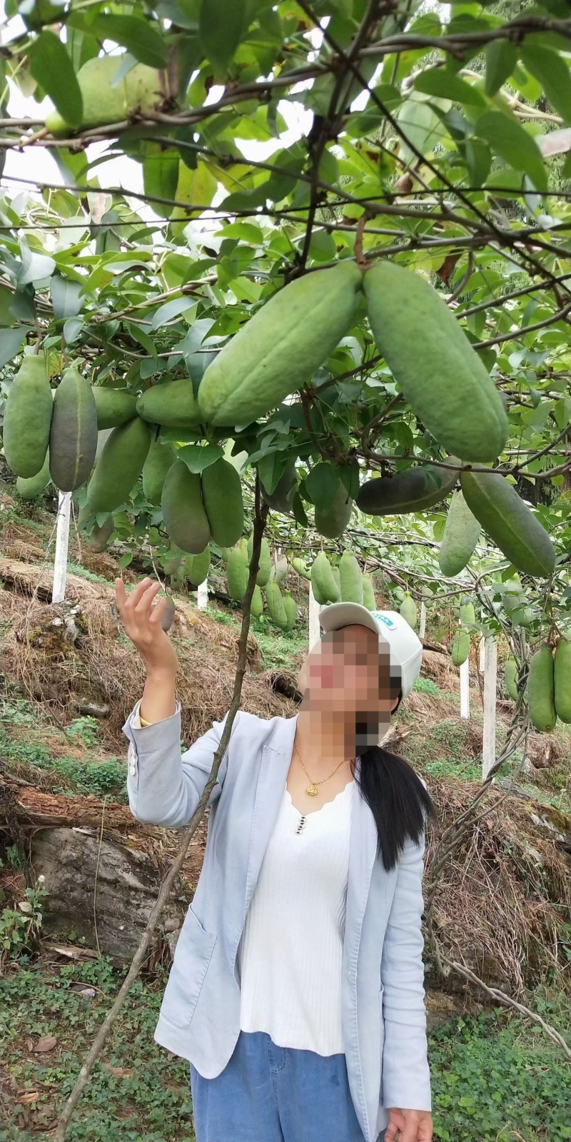 无籽八月瓜苗推广送苗种植签合同包回收