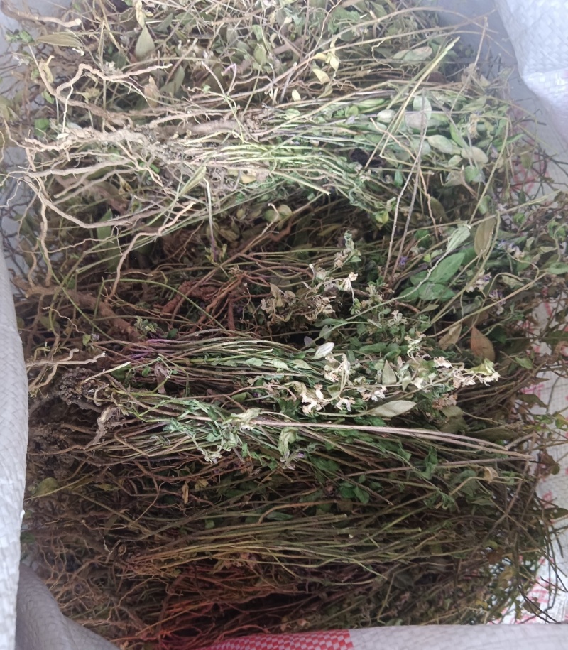 野货源瓜子金，干货统货，量大价格可谈，可长期合作，欢迎咨