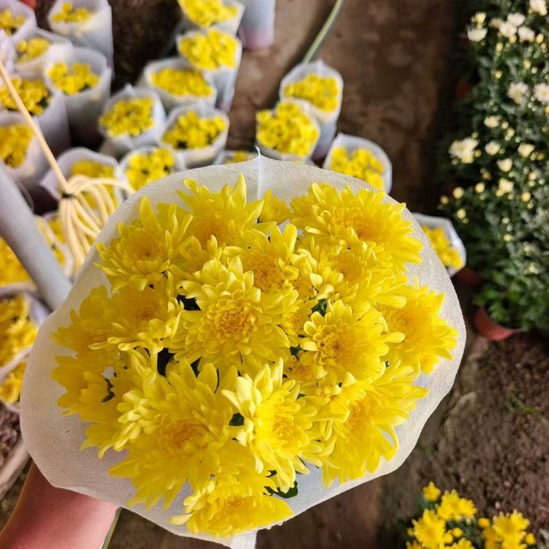 清明节黄白菊，大量上市，欢迎新老客户预定