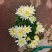 清明节黄白菊，大量上市，欢迎新老客户预定