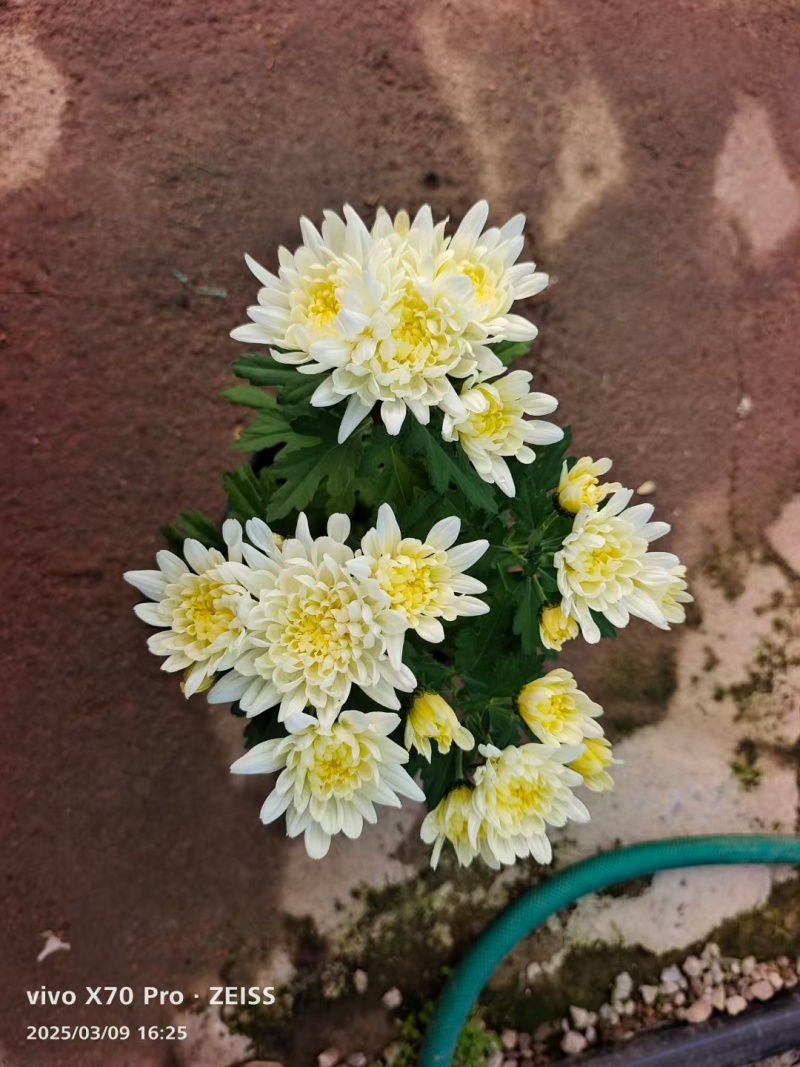 清明节黄白菊，大量上市，欢迎新老客户预定