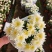清明节黄白菊，大量上市，欢迎新老客户预定