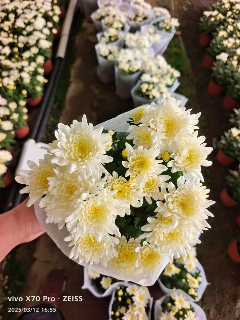 清明节黄白菊，大量上市，欢迎新老客户预定