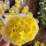 清明节黄白菊，大量上市，欢迎新老客户预定