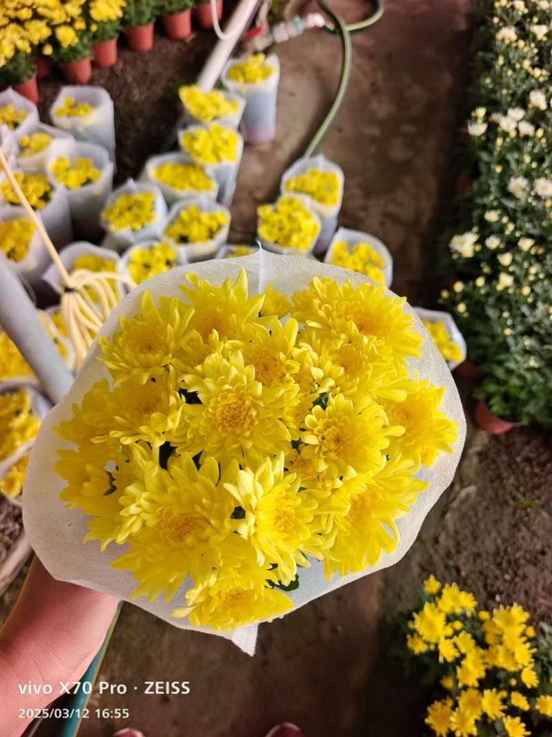 清明节黄白菊，大量上市，欢迎新老客户预定