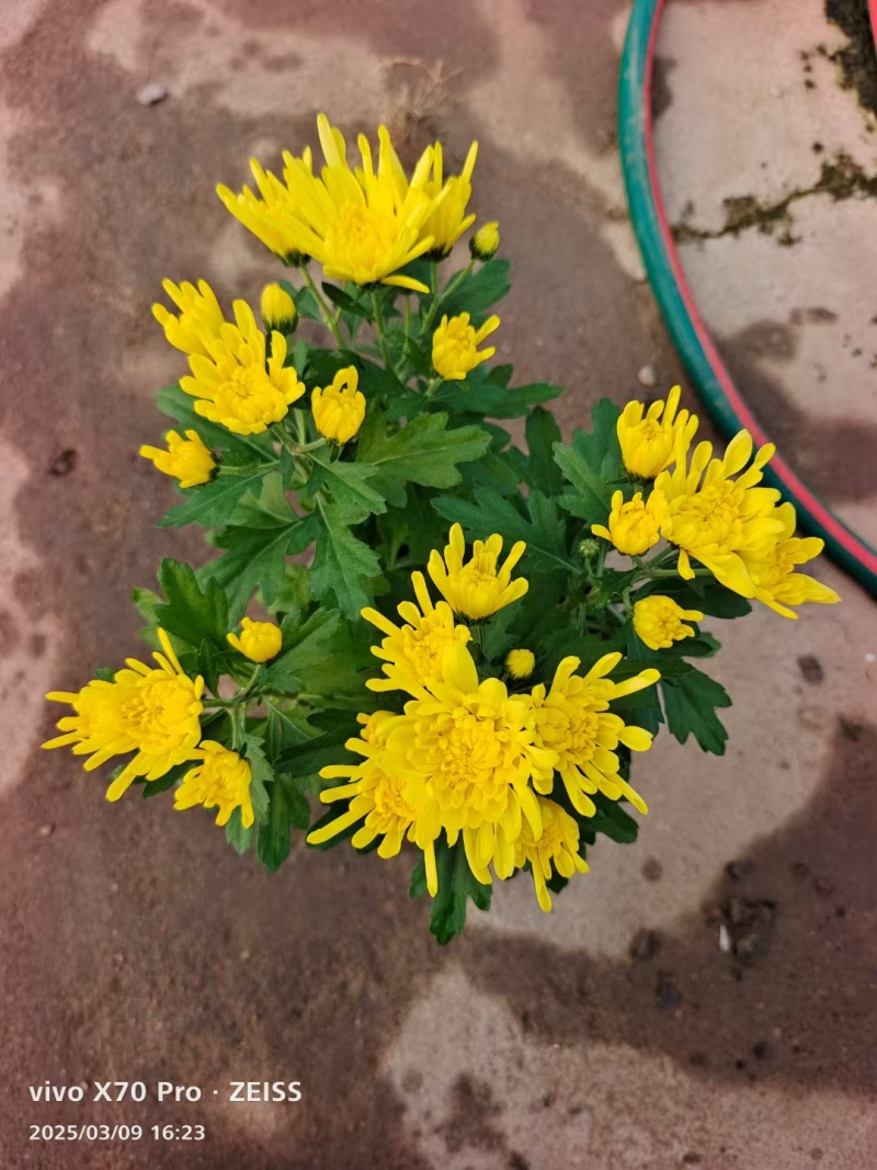 清明节黄白菊，大量上市，欢迎新老客户预定