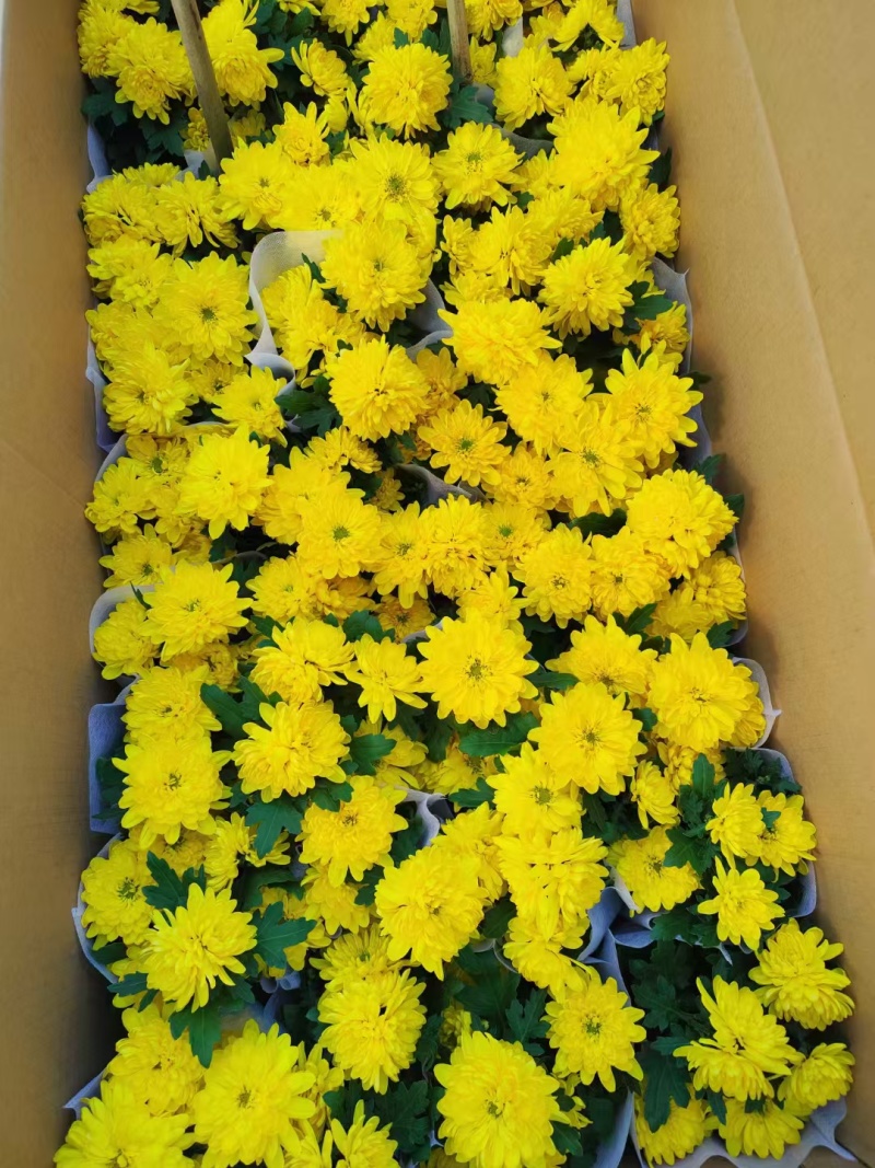 清明节黄白菊，大量上市，欢迎新老客户预定