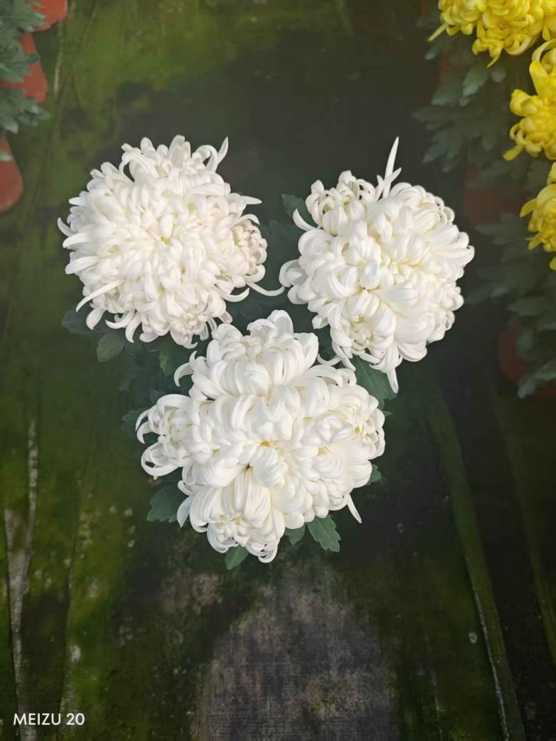 龙爪菊