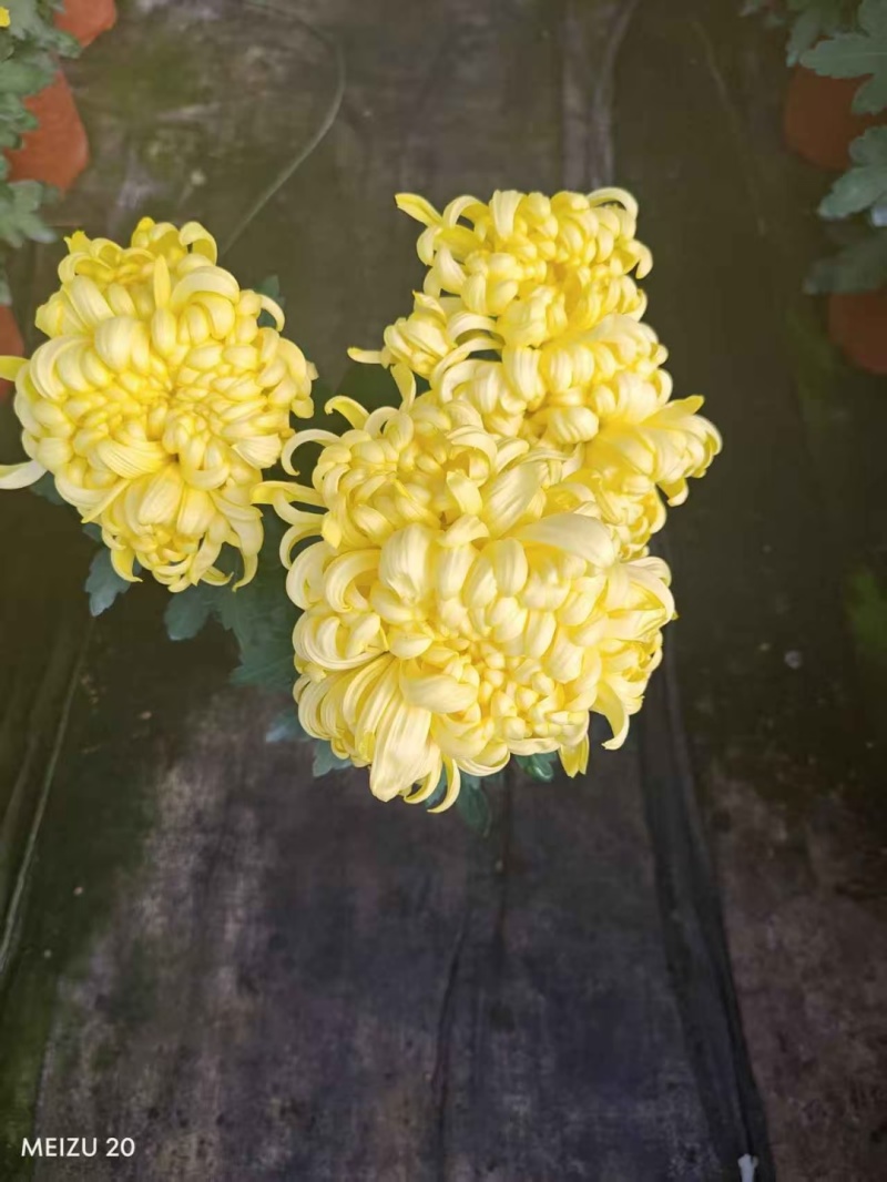 龙爪菊