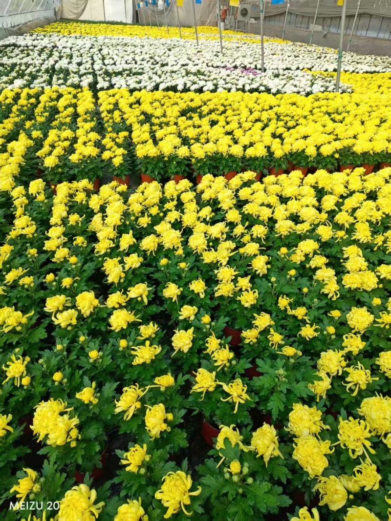 龙爪菊