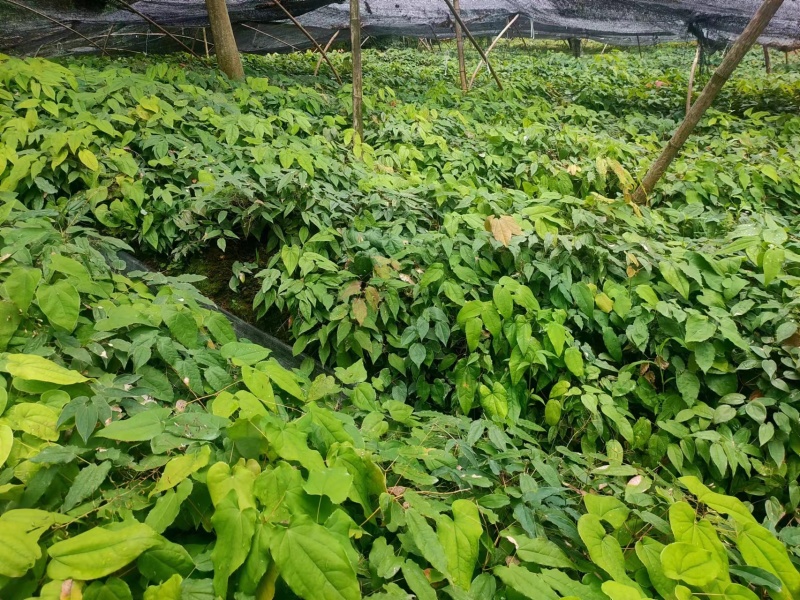 （预售）普通柔毛淫羊藿种子