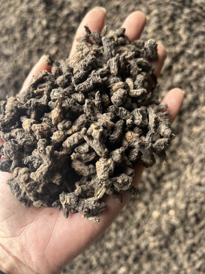 天葵子野生天葵子干货千年老鼠屎紫背天葵