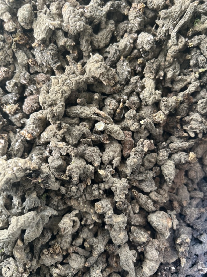 天葵子野生天葵子干货千年老鼠屎紫背天葵