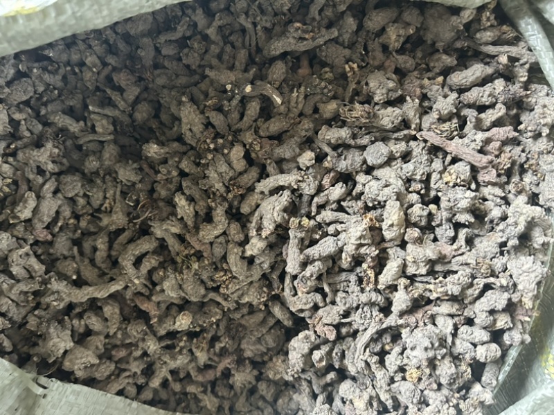 天葵子野生天葵子干货千年老鼠屎紫背天葵
