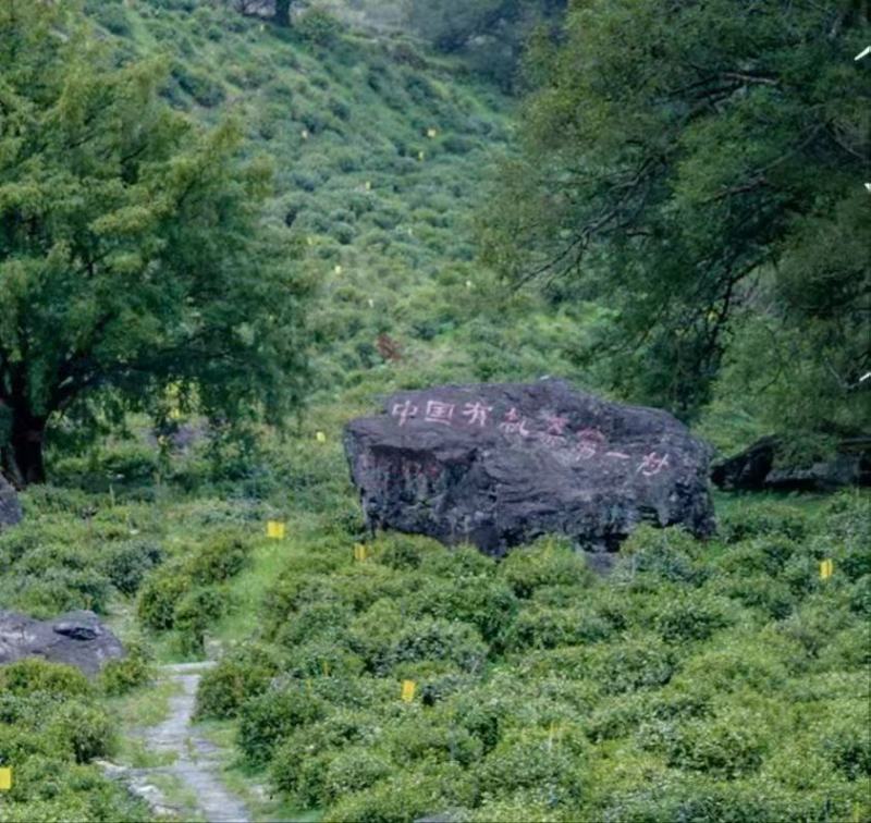 黄山毛峰