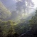黄山毛峰