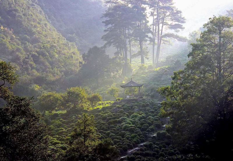 黄山毛峰