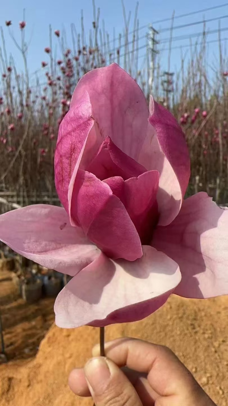 紫玉兰