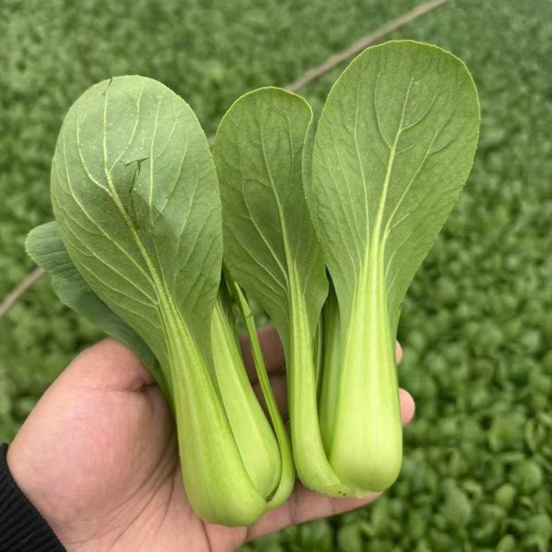 山东菏泽曹县精品上海青油菜对接电商市场商超等各类客户